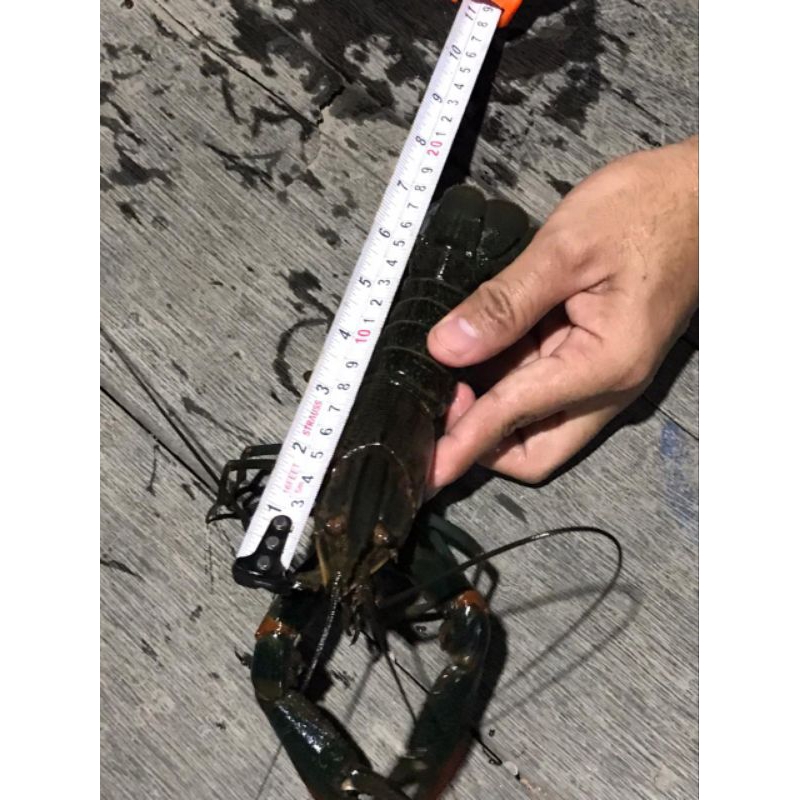 

Lobster Air Tawar Indukan 1 set (15ekor)