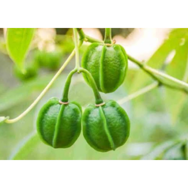 

Buah singkong segar petik langsung organik-az