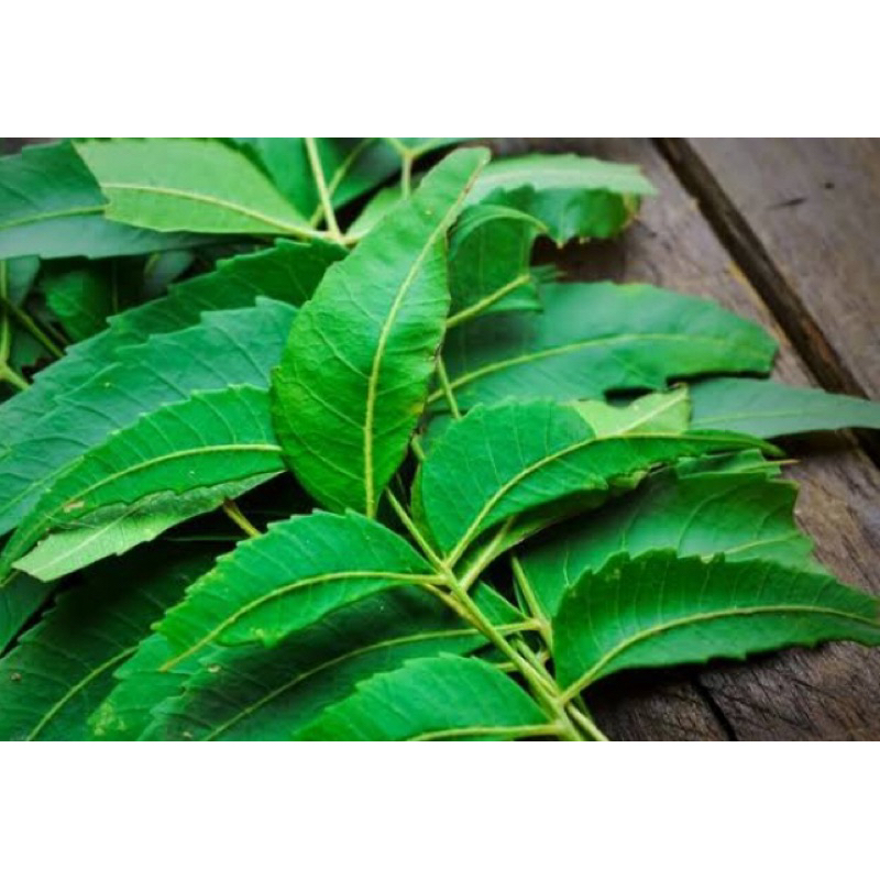 

Daun mimba segar 500 gram petik langsung-az