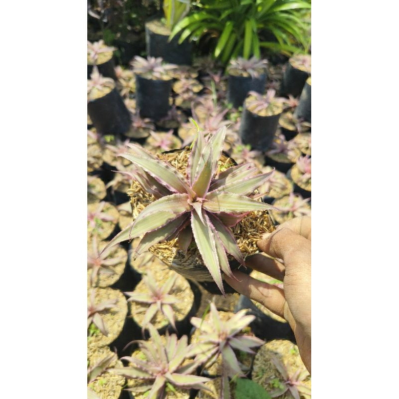 tanaman Hias Bromelia Cryptanthus acaulis
