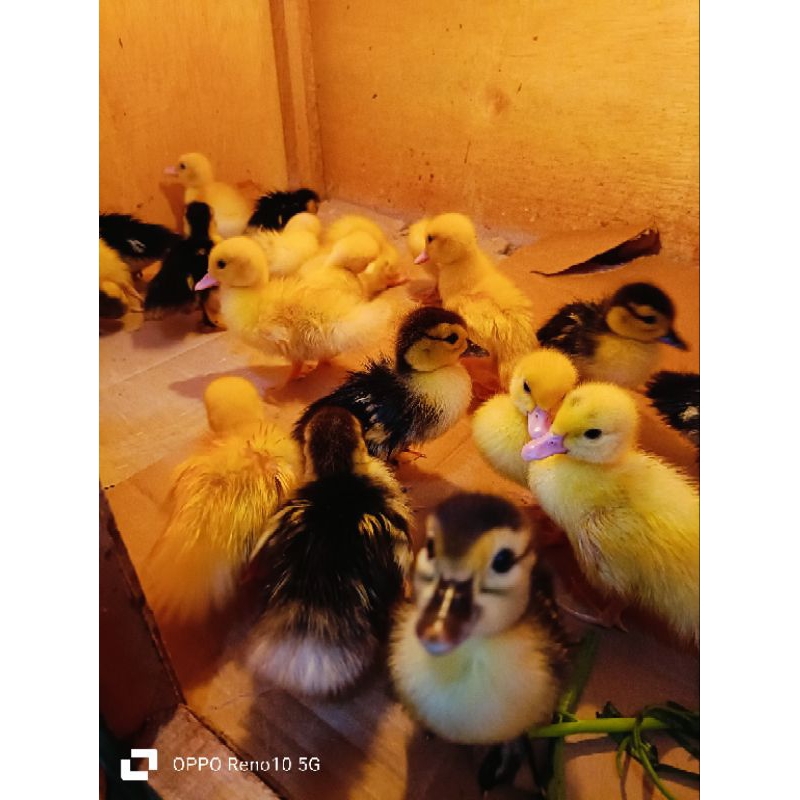 anak entog bibit entog