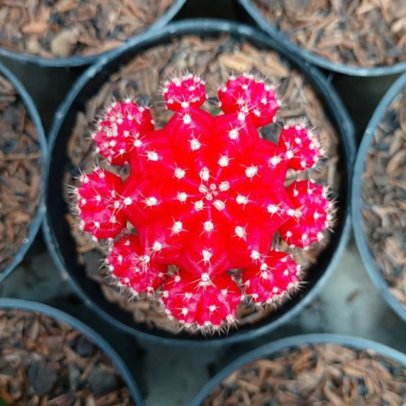 kaktus mini gymno red ruby gymno import gymno merah