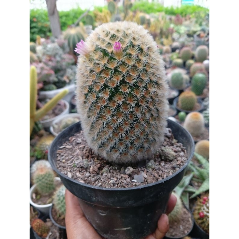 Kaktus Mammillaria Carmenae Jumbo