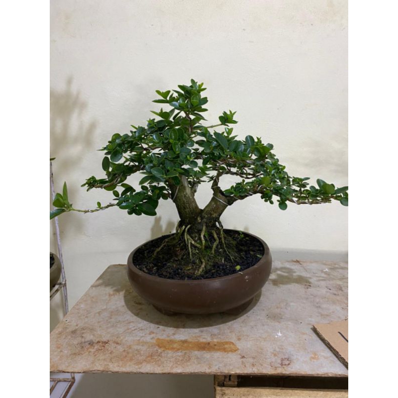 bonsai sancang small