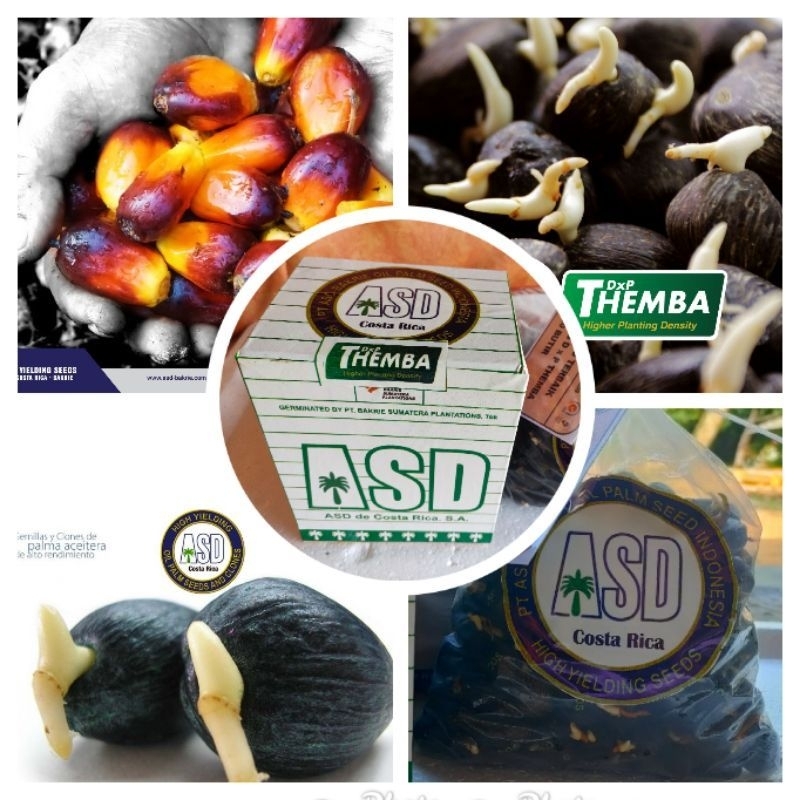 Ready Bibit Benih kelapa Sawit ASD COSTARICA THEMBA