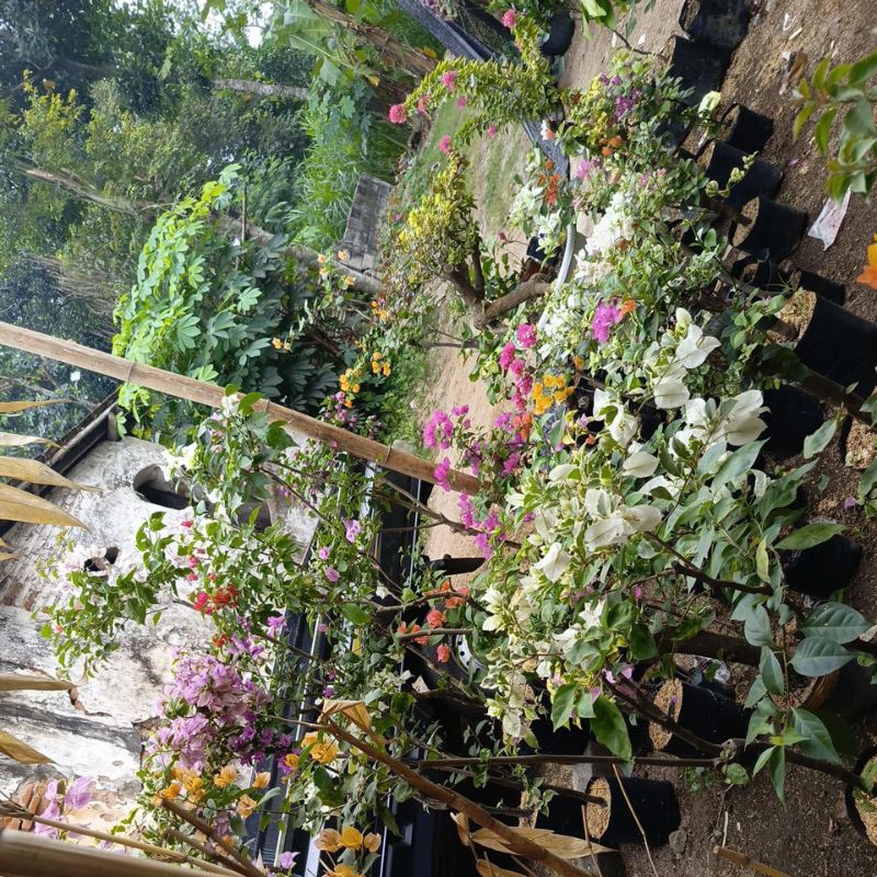 tanaman bougenville batang besar