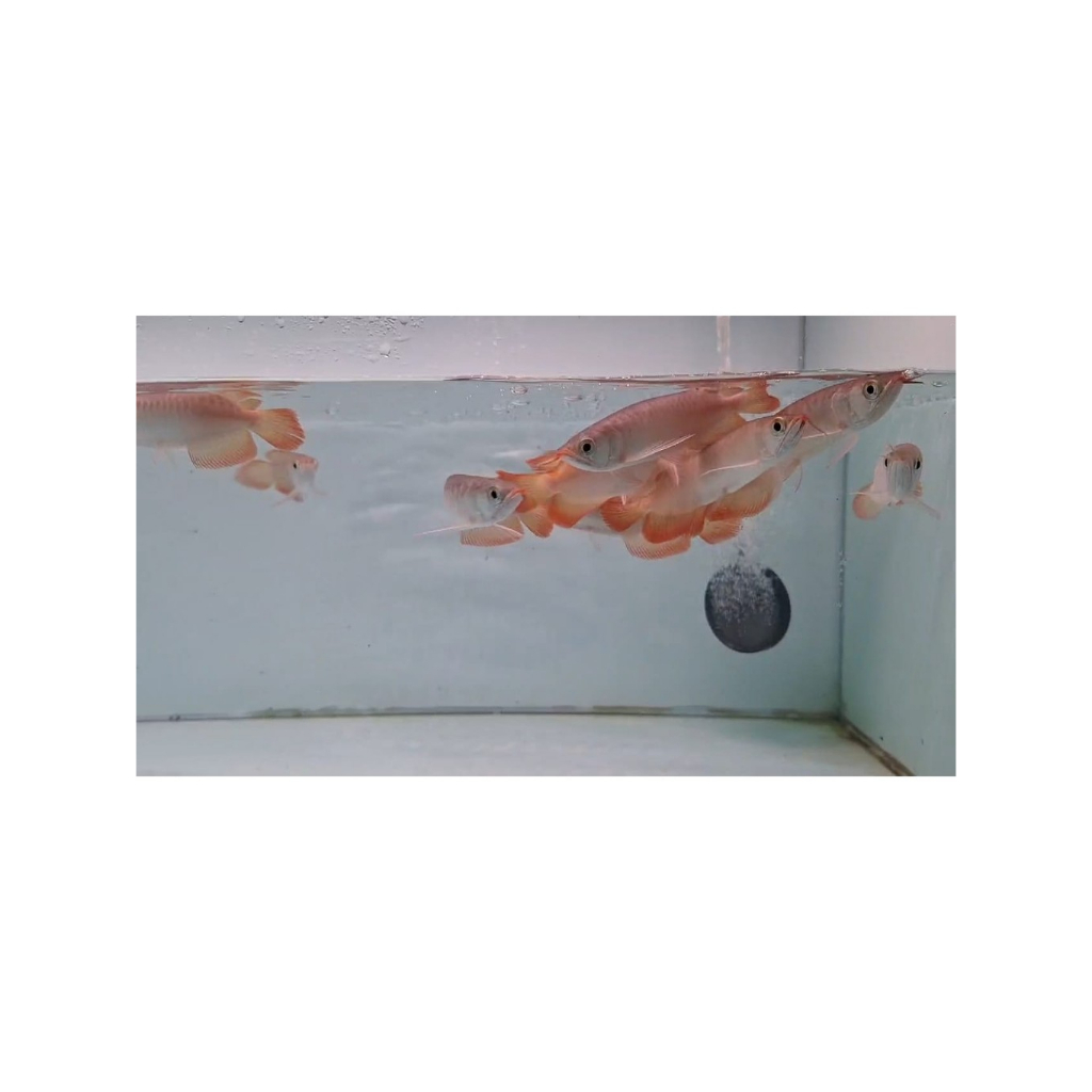 arowana super red baby 15-16 cm genetik merah bersih TERMURAH 