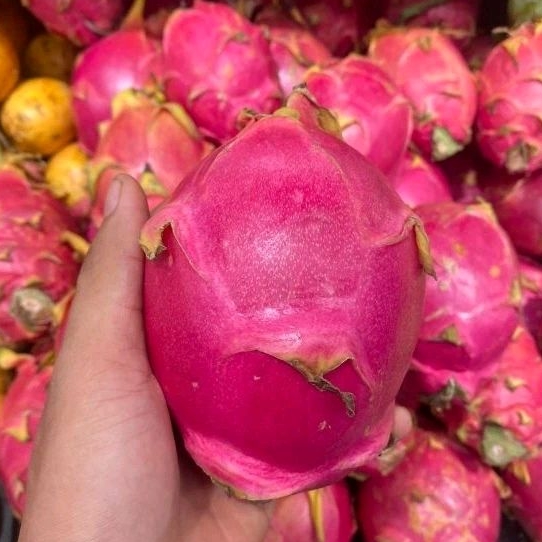 

BUAH NAGA PUTIH SUPER FRESH | DRAGON WHITE SUPER 1 KG