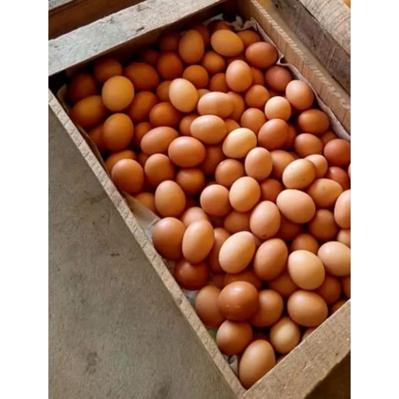 

Telur Ayam Eropa 1 Butir