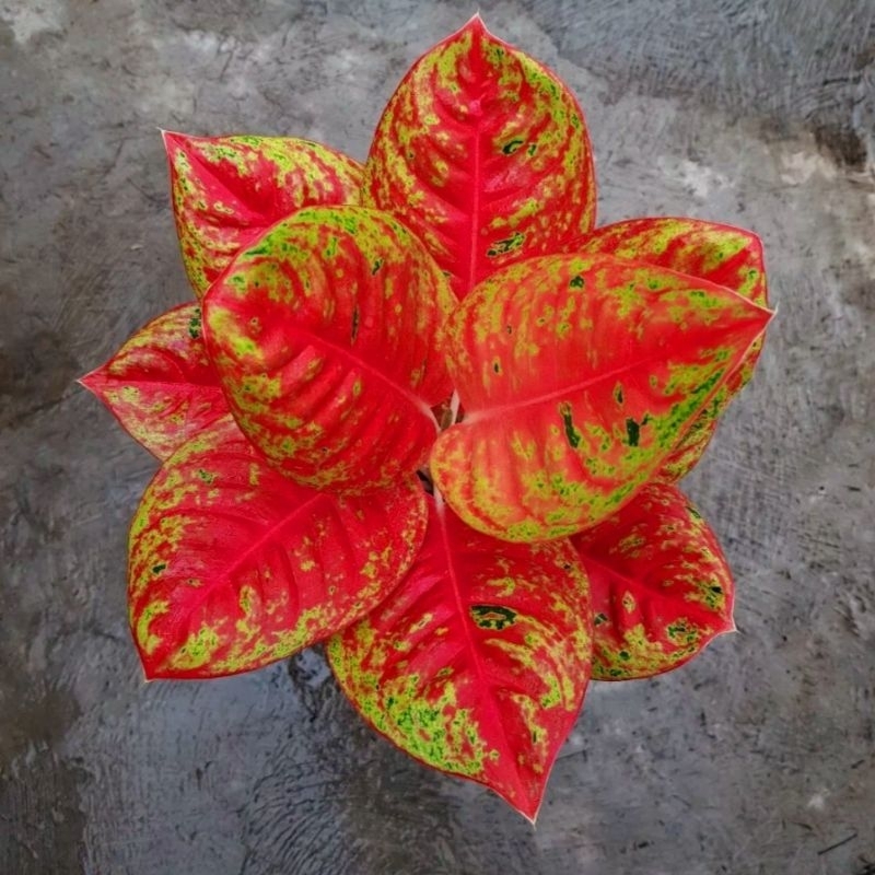 aglonema mahasety/tanaman hias murah meriah/mahasety/aglonema murah meriah(bisa COD)