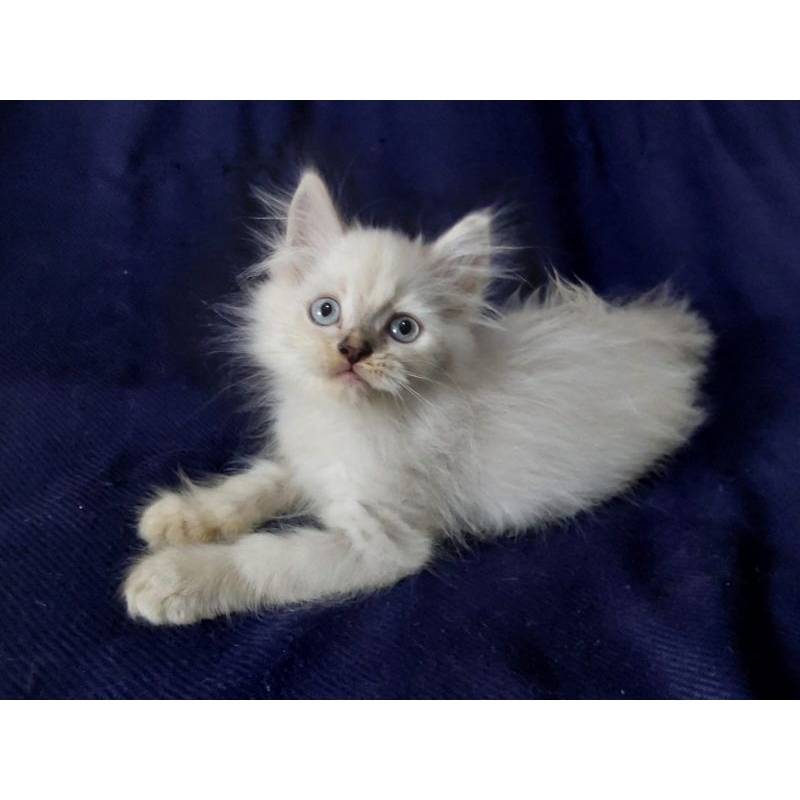 kitten persia bulu kapas putih