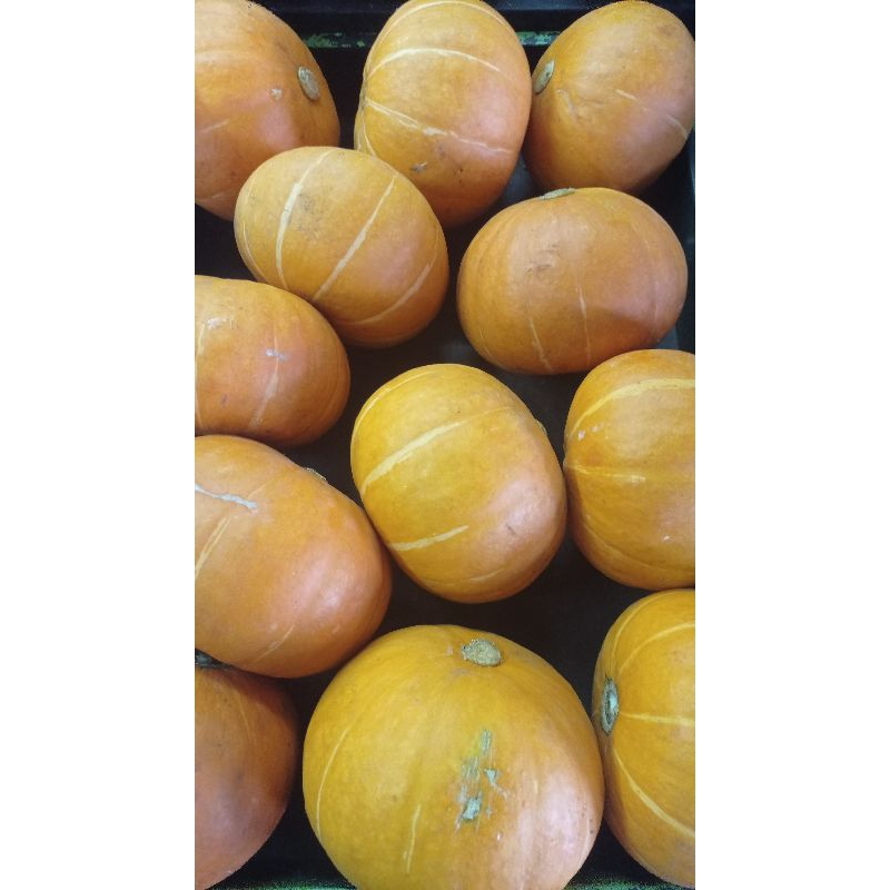 

labu jepang / kabocha