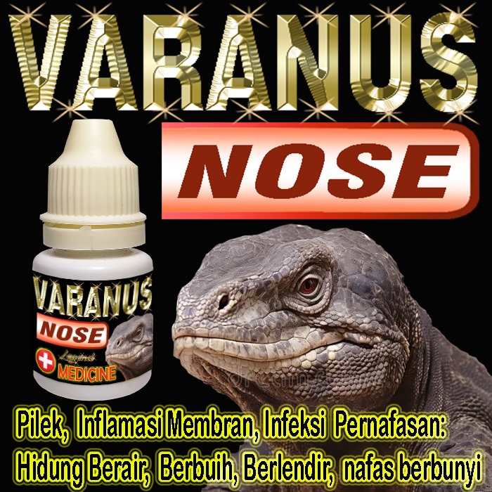 VARANUS NOSE OBAT PILEK REPTILE KADAL MENYEMBUHKAN HIDUNG VARANNUS BERBUIH BERLENDIR BERAIR MENGOBAT