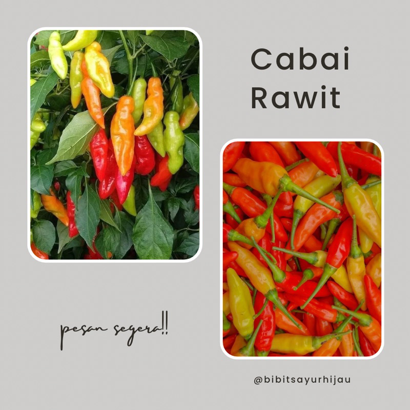 25 Biji Benih Cabai Rawit Rawita F1 Cabai Pedas