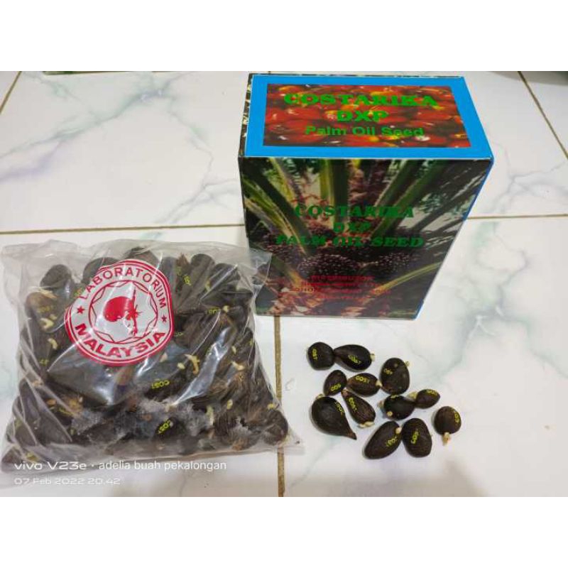 Bibit sawit unggul jaya DXP costarica