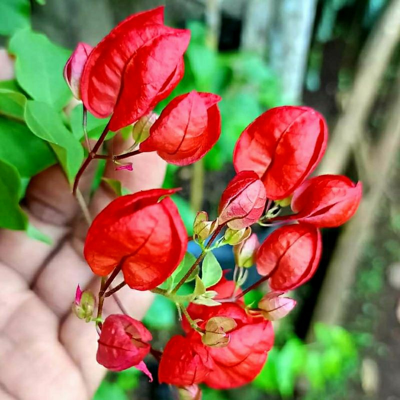 Bunga Bougenville Anggur Red Chili