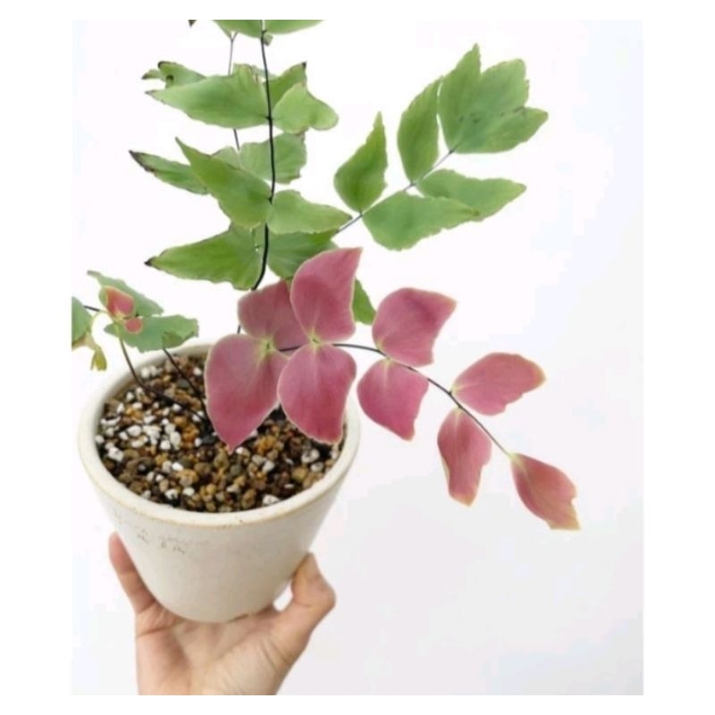 Tanaman hias suplir kupu kupu pink