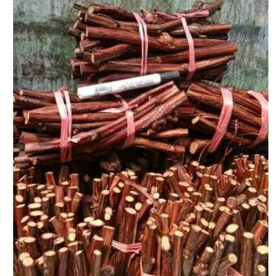 cutting anggur isabella baru pangkas