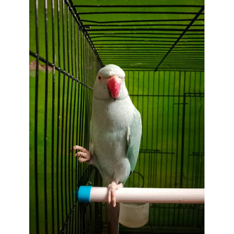 Indian Ringneck Blue