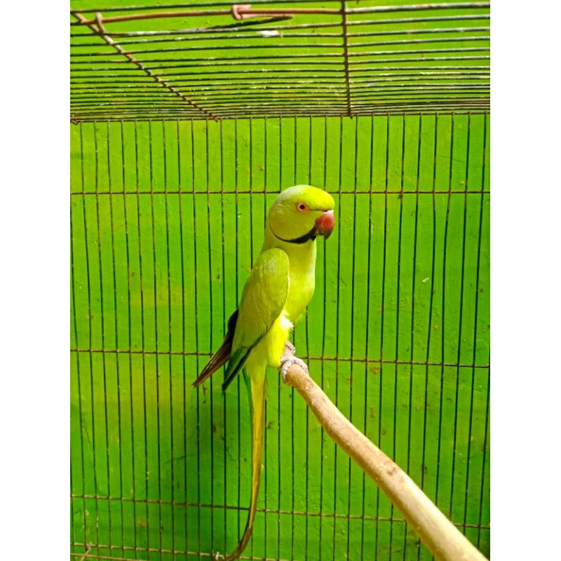 Indian Ringneck Green Hijau