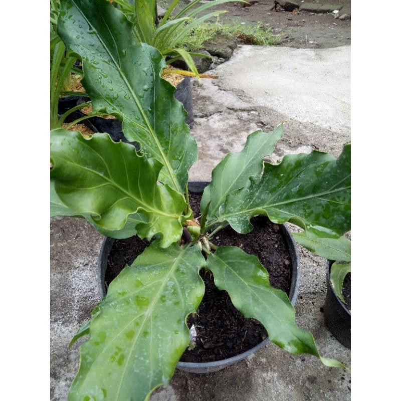 Bibit gelombang cinta