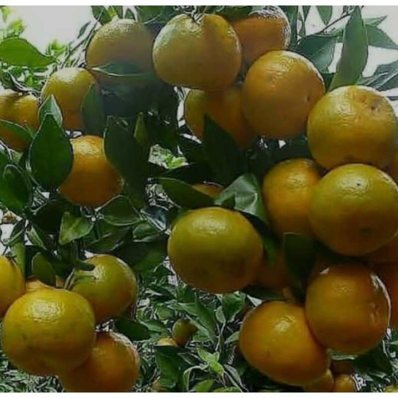 

bibit tanaman Jeruk Siam madu malang berbuah