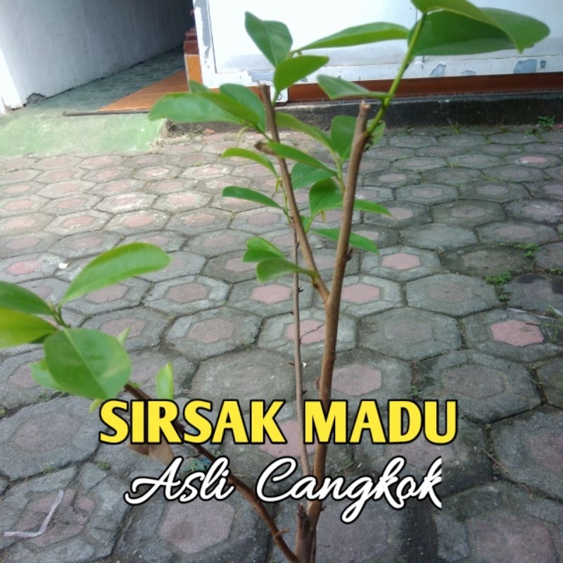 Bibit SIRSAK Madu | Asli Hasil Cangkok