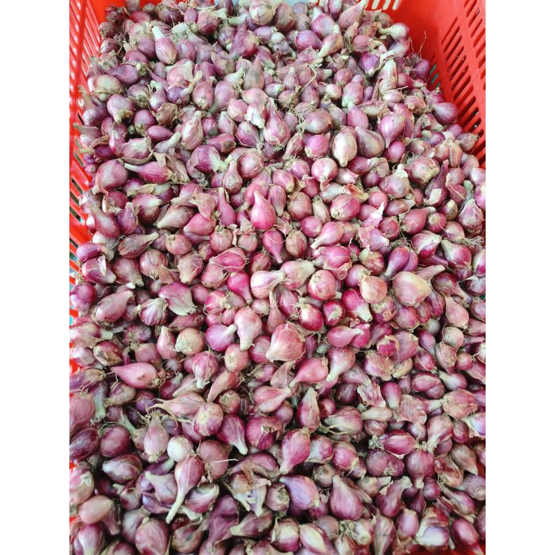 

bawang merah dan putih