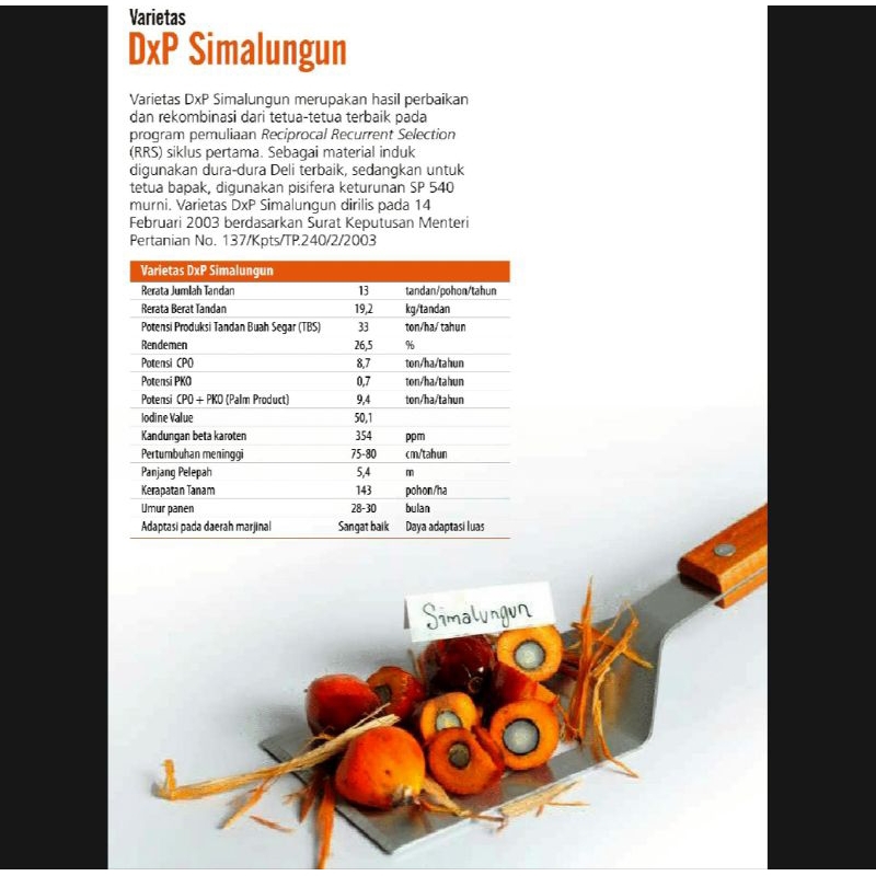 Bijian Benih Bibit Polong Kecambah sawit PPKS SIMALUNGUN original bersertifikat