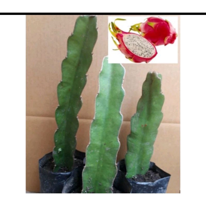 Bibit buah naga putih