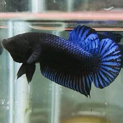 Cupang Aduan Fighter Import Thailand Silangan MDS Medan Super Berkualitas Siap Adu