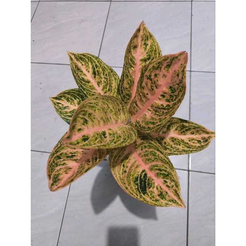 Aglonema Widuri Orange size besar