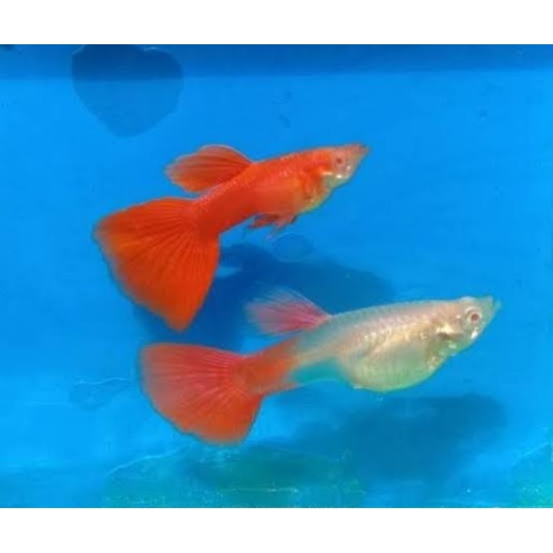 ikan hias Guppy afr