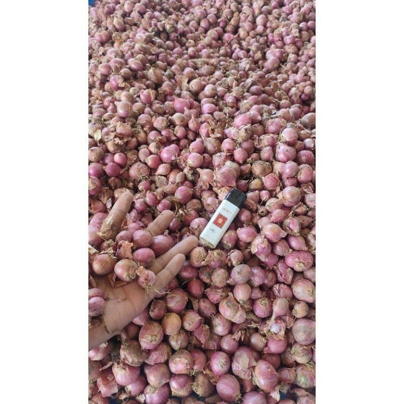 

Bawang Merah Bima