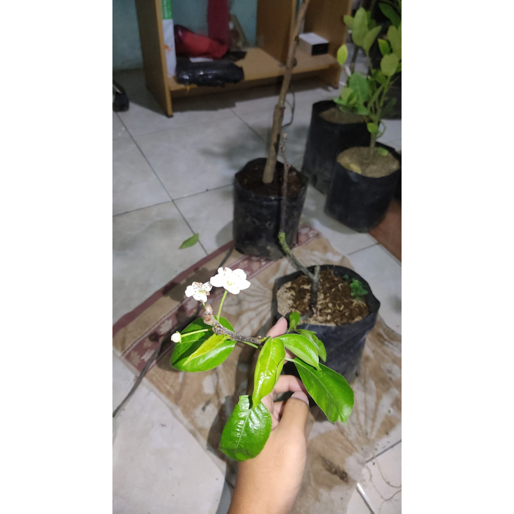 BIBIT BUAH PIR SUDAH BERBUNGA SPESIAL LIVE 15.15