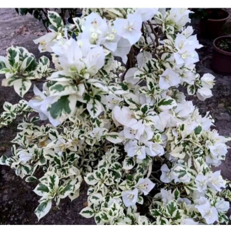 Bunga Bougenville Variegata Putih - Tanaman Bougenville Putih