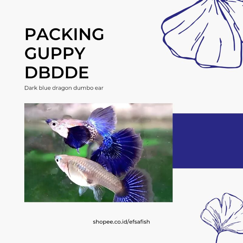 Makanan Guppy Purple Blue Dragon Dumbo Ear | PDDE