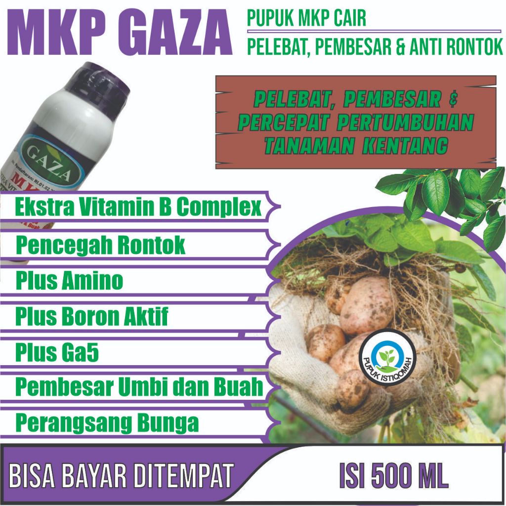 BOOSTER UMBI KENTANG BIAR CEPAT BESAR DAN LEBAT MKP CAIR GAZA Pupuk tanaman kentang kecil, kentang h