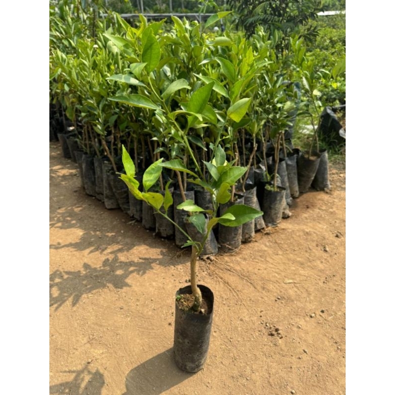 

JERUK SIAM MADU MALANG