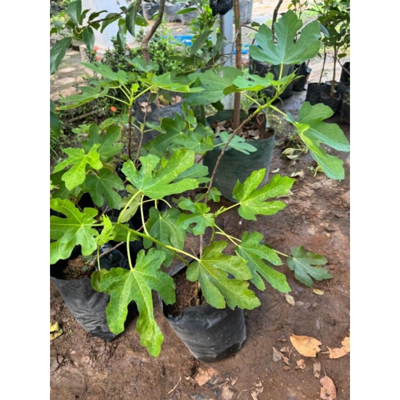 

BIBIT BUAH TIN