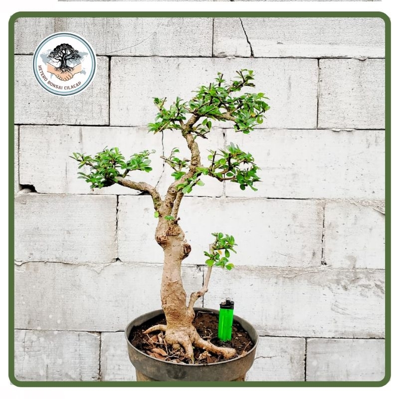 Bahan Bonsai Hokiantea Buah Bunga Program Gerak Dasar