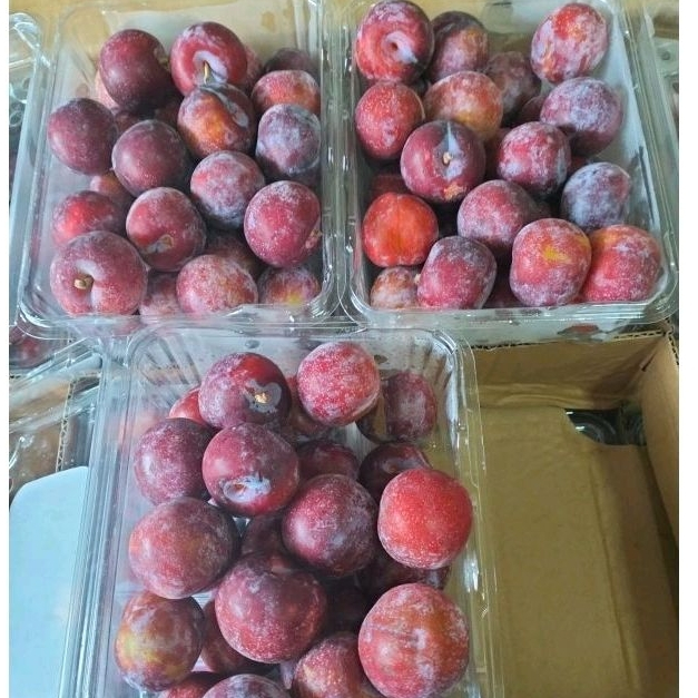 

BUAH PLUM MERAH SEGAR -+ 500 GR FRESH PREMIUM GOOD QUALITY