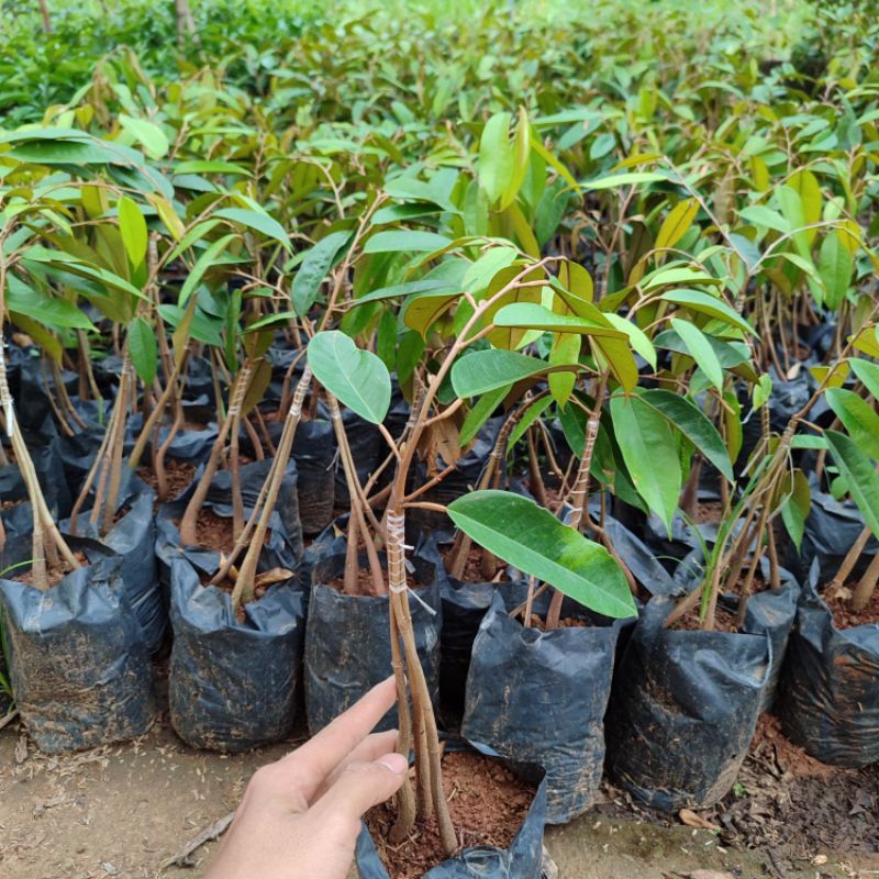 bibit durian kaki 3 musang king