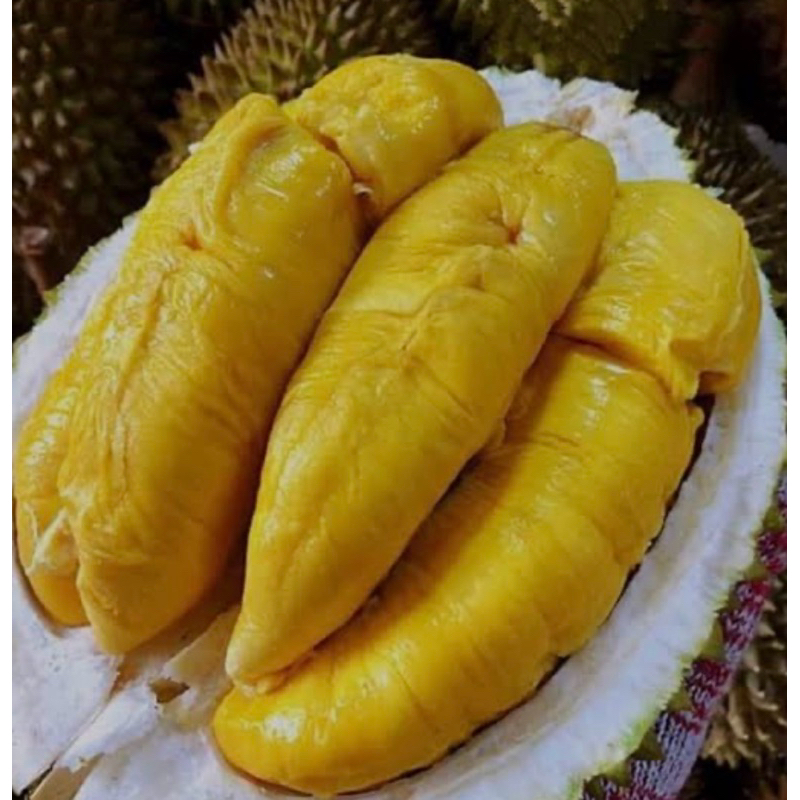 

BIBIT DURIAN BAWOR KAKI 3