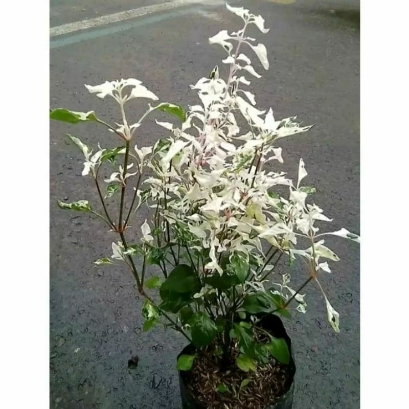 tanaman hias anting putri Salju Dan bahan sambung pucuk bonsai