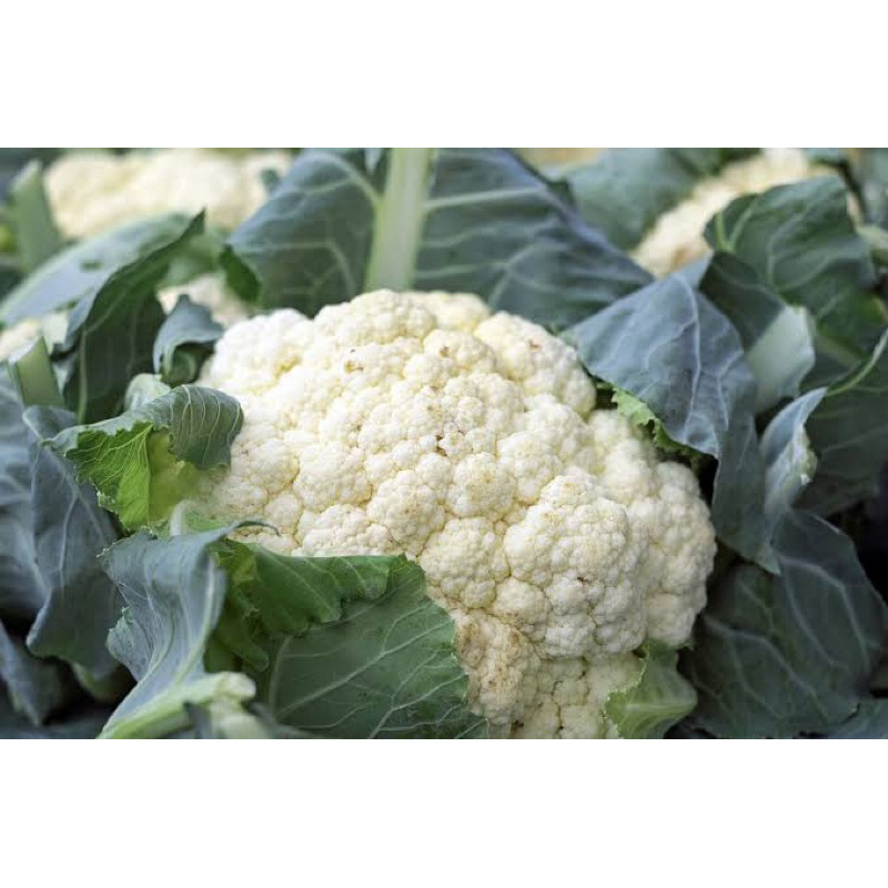 

kirim instan kembang kol 150-200gr