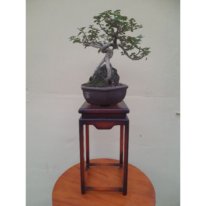 meja bonsai mame/ meja kecil/meja kontes/casecade