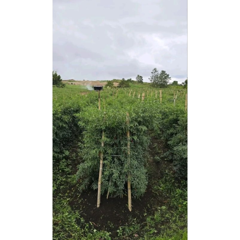 ID BIBIT BENIH CABE LOKAL SIBORAS ISI 20GR