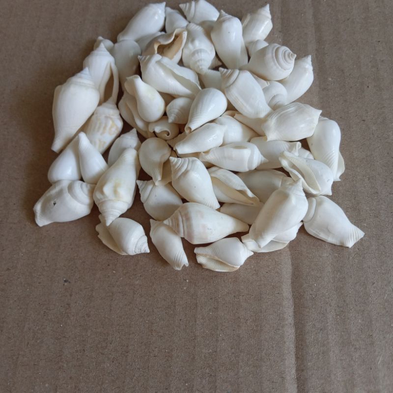 cangkang kerang perching putih