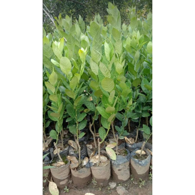 Bibit Tanaman pohon jeruk lemon tea Bibit jeruk lemon tea Buah jeruk lemon tea
